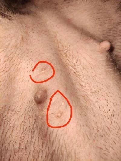 Zvířata | Malé bulky u feny