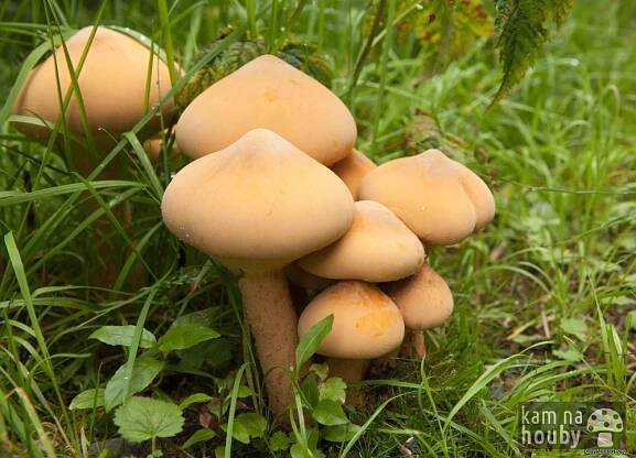 Bedlovnice zlatá - Phaeolepiota aurea