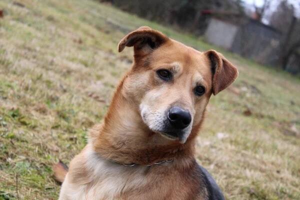 Psi k adopci z útulků, azylů a neziskových organizací