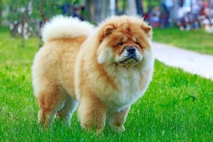 Chow Chow Dog: A Beautiful Chinese Dog You Can Choice