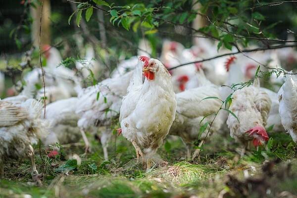 Hens explore the outdoors and new home at Farm Sanctuary.