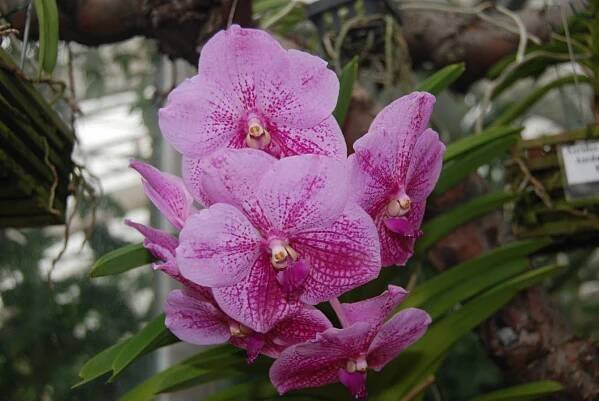 Botanická zahrada - Výstava orchidejí - fotogalerie