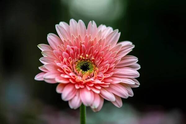 Základová fotografie na téma "gerbera daisy", bílá barva, bílé květy, bílé okvětní lístky, botanický, detail, elegantní