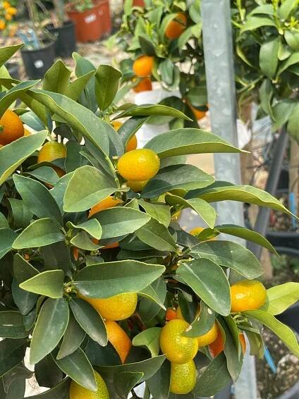 piante da frutto