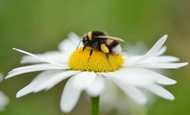 Aardhommel op madelief