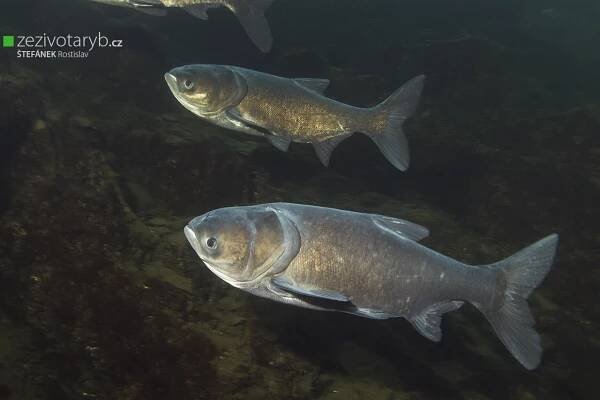 Kaprovití – CZECH UNDERWATER
