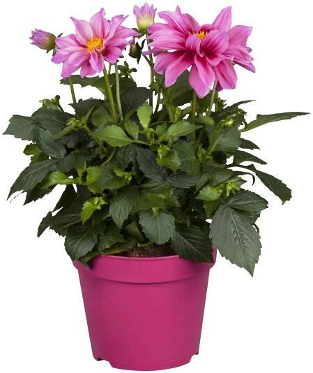 Royal Lemkes Jiřina (Dhalia) "Dahlietta Emily" výška 25-30 cm, pr. 12 cm