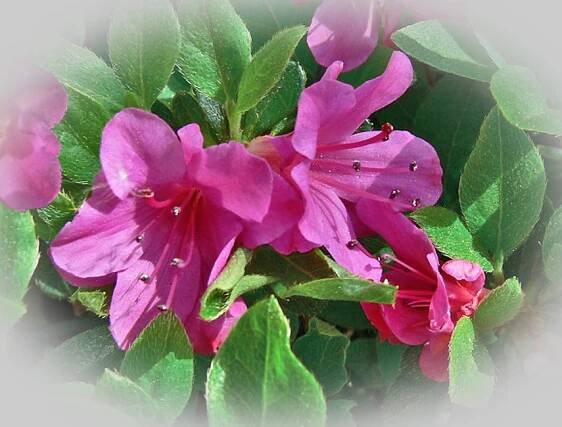 Azalea japonica 'Geischa Purple'
