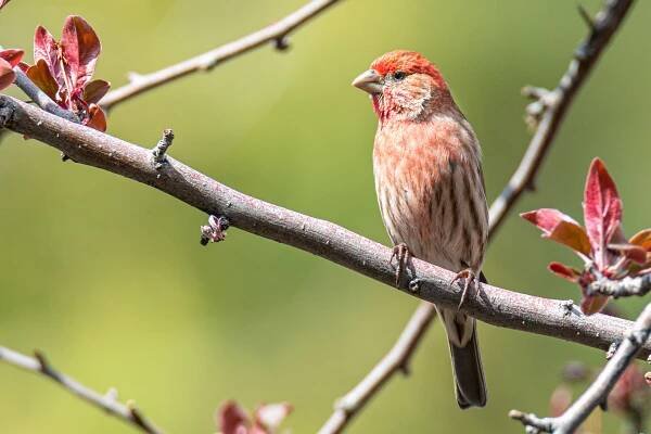 Joseph Balson - Finches