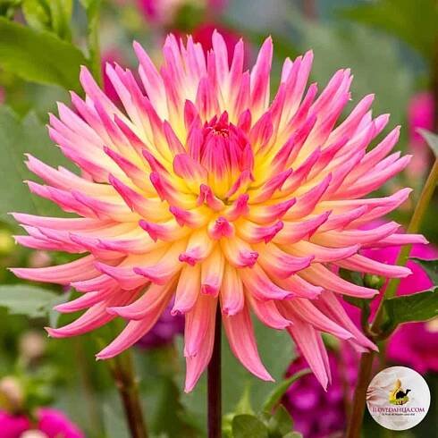 ilovedahlia - kaufen - Dahlie