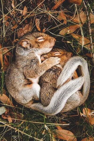 Ardillas durmiendo. Squirrels snoozing. #ardillas #squirrels #animales #nature Roztomilá Mláďátka, Roztomilá Zvířecí Miminka, Divoká Zvířata, Mláďata Zvířat, Veverka, Legrační Zvířata, Králíčci, Mláďata, Domácí Mazlíček