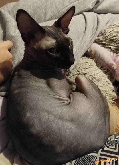 Prodám - Koťata kočky Sphynx k prodeji, Karviná | Mimibazar.cz