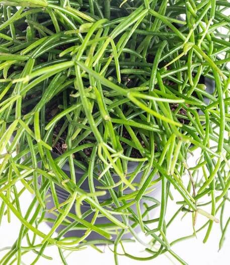Věšák, Rhipsalis cassutha, květináč 10 - 12 cm, skladem | ZAZUMi.cz