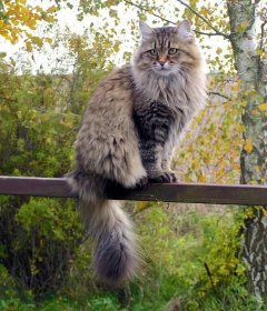 Siberian cat sitting on fence outside