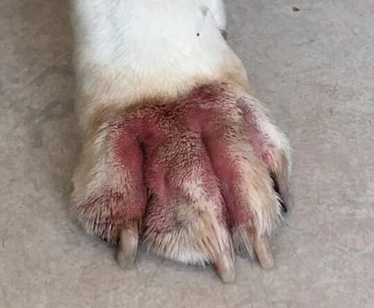 pododermatitis-perro-4