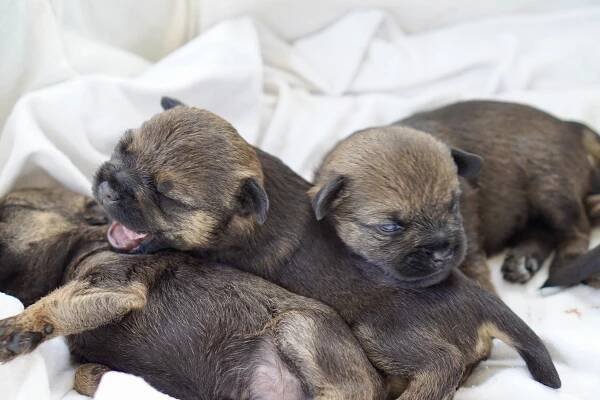 Jagdliche Border Terrier Welpen - Falke`s Border Terrier