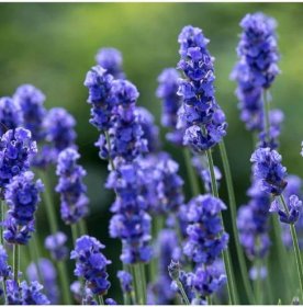 Levandule lékařská Provence Blue - prodej semene levandule