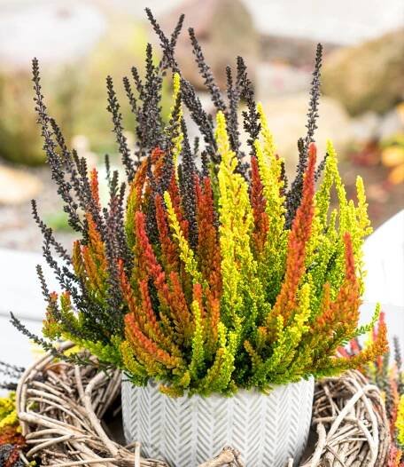 Calluna Sunset Trio_3