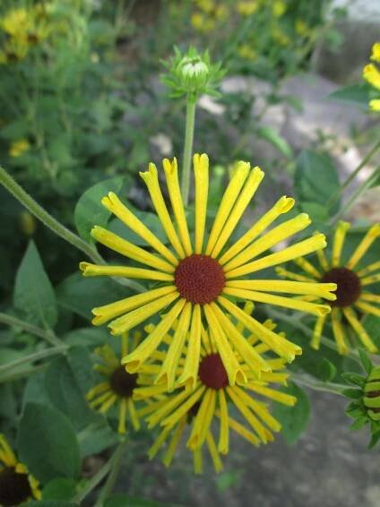 Rudbeckia subtomentosa 'Little Henry' b RBG 2016 (2).JPG