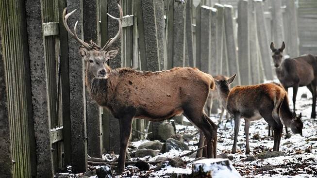 FOTO: V oboře Mstišov dostanete svařák