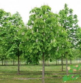 Лиственное дерево Каштан конский