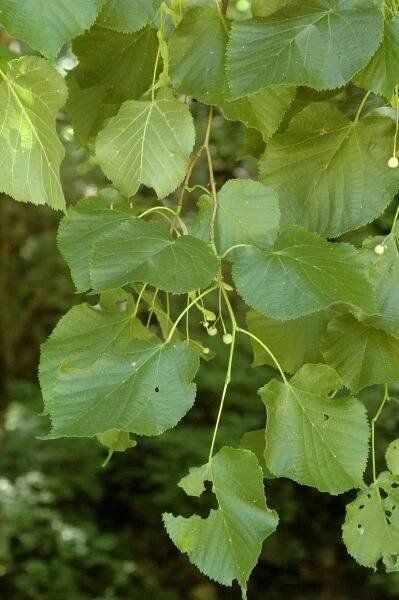 Tilia platyphyllos - Scop. 