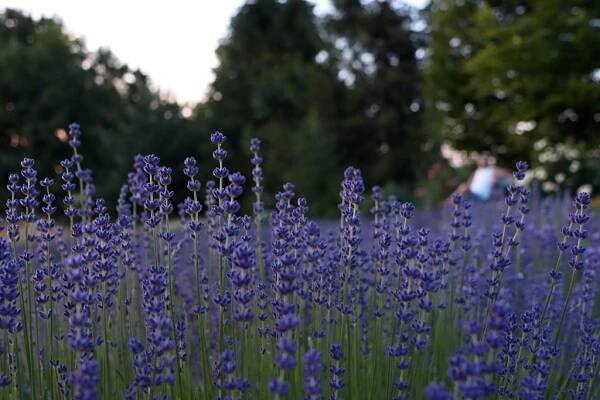 Moravská Provence aneb Levandulové žně nedaleko Hranic a Olomouce. Podívejte se