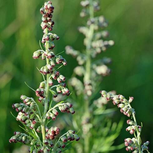 Blüten des Gemeinen Beifußes (Artemisa vulgaris)