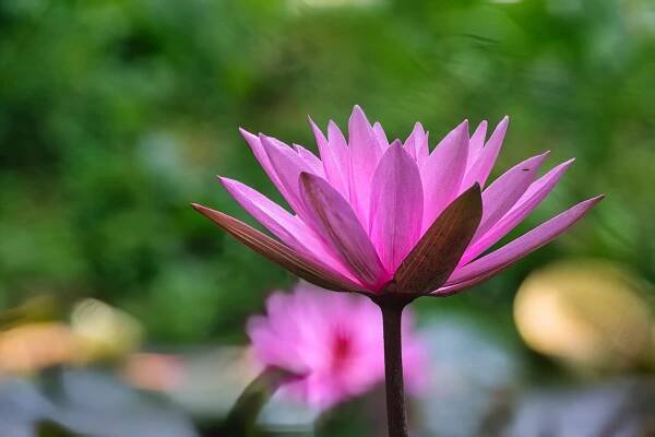 Lotus Blossom