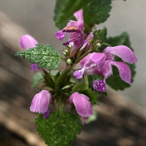 Perennials - Twin Branch Nursery