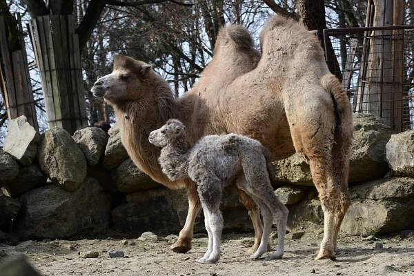 Dvojnásobná radost u velbloudů v Zoo Olomouc. Na svět přišly dvě samičky