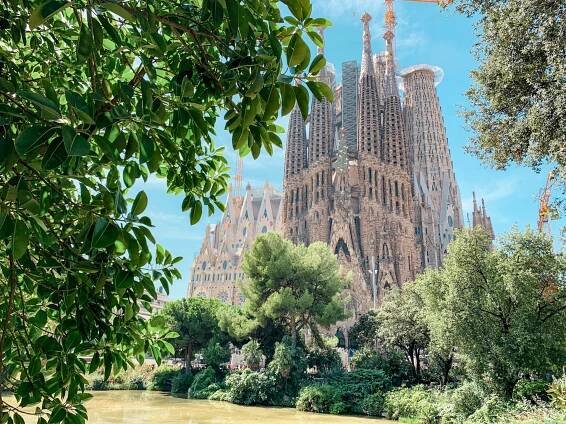 The towers of Sagrada Familia in Barcelona being constructed with a tree in the foreground and a blue sky 