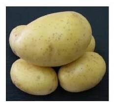 Sadbové brambory PRINCESS - žluté rané 1 kg
