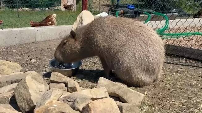 Šťastný konec pátrání po Fifince: Ztracenou kapybaru nalákali pomocí lsti
