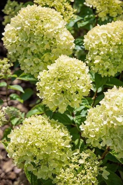 Hortenzie latnatá 'Little Lime'® - Zahradní centrum 