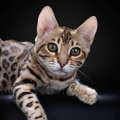 бенгальские кошки