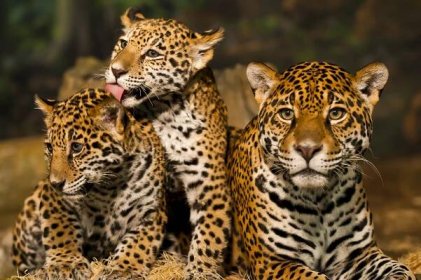 Jaguar rodina — Stock fotografie