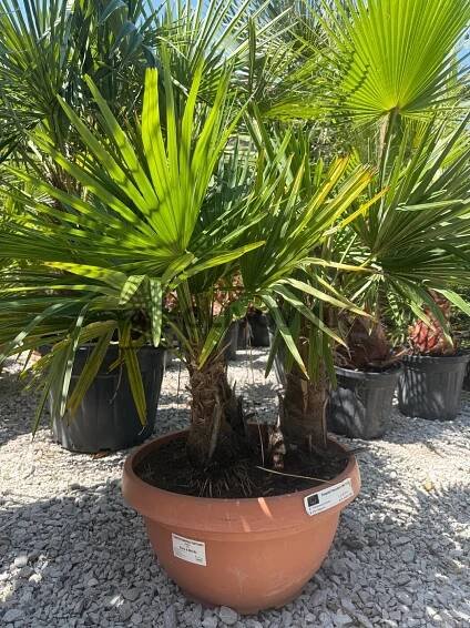 Trachycarpus Fortunei - trojkmeň - mrazuvzdorná palma (-17C)