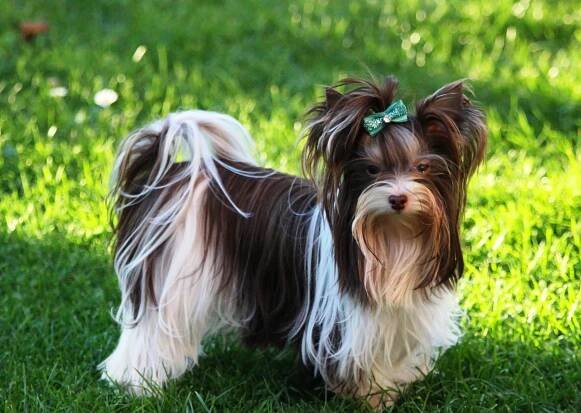 Biro Yorkshire Cookie - Home of Harmony Zucht für Biewer-, Biro-, Golddust-, Yorkshire Terrier
