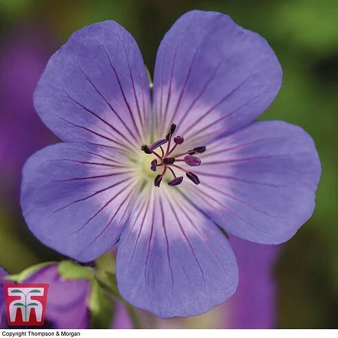 Geranium 'Rozanne' plug plants | Thompson & Morgan
