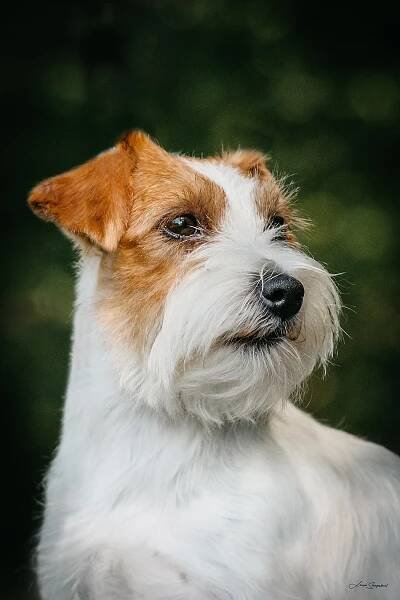 IT´S NOW OR NEVER BOHEMIAN TOUCH – Jack Russell teriér od Hadího potoka