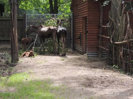 Zoo Ohrada - Hluboká nad Vltavou | Cestopisy