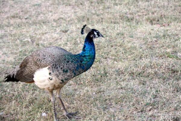 mládě páva (pavo cristatus) potulující se v parku : (pix sanjiv shukla) - pávice - stock snímky, obrázky a fotky