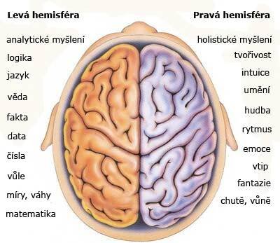 Ľavá vs. pravá hemisféra mozgu