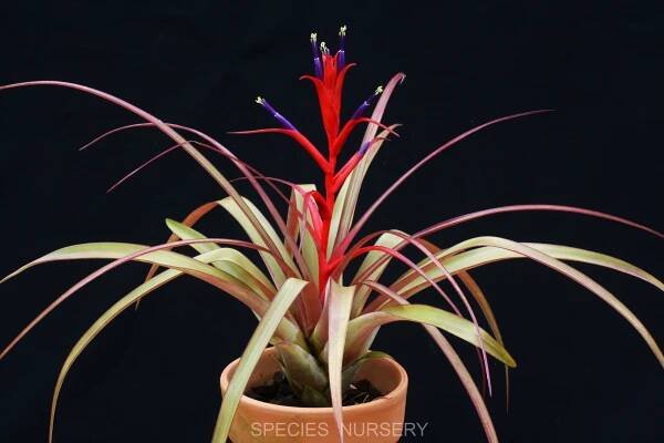 Tillandsia – SPECIES NURSERY