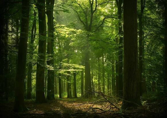 Dutch Forest Tales – ALEX WESCHE LANDSCAPES