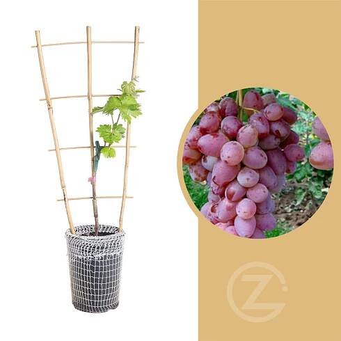 Réva vinná, Vitis Rhea (Jupiter), bezsemenná, růžová skladem