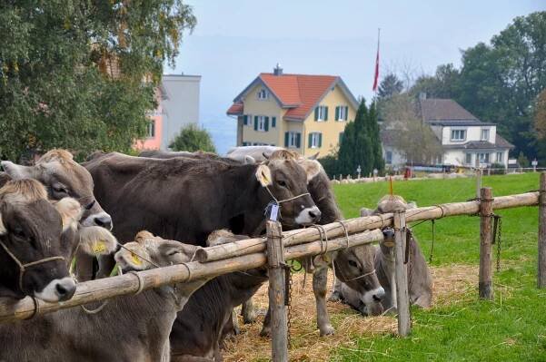 Die Ferienwohnung – Rätia Wolfhalden – Ferien mit Bodenseeblick