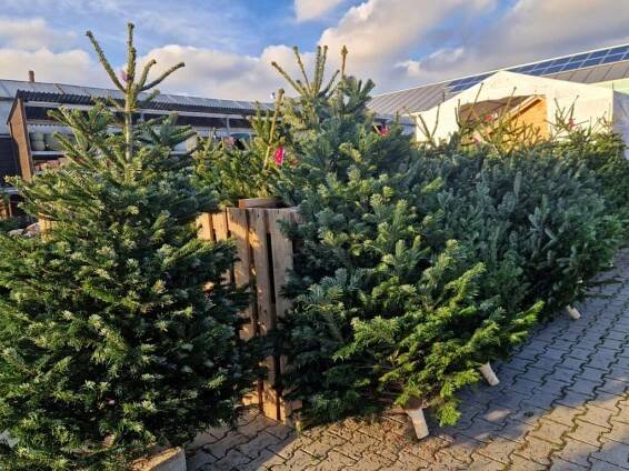 Weihnachtsbäume | Zahradnictví Dvořák a syn