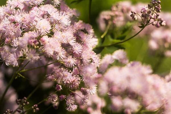 Žluťucha (Thalictrum rochebrunianum) 6